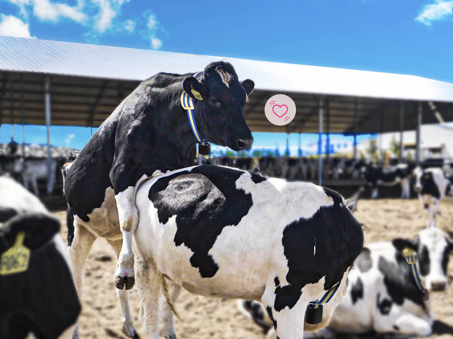 Smart Cow Collar for Heat Detection and Health Monitoring Sveaverken